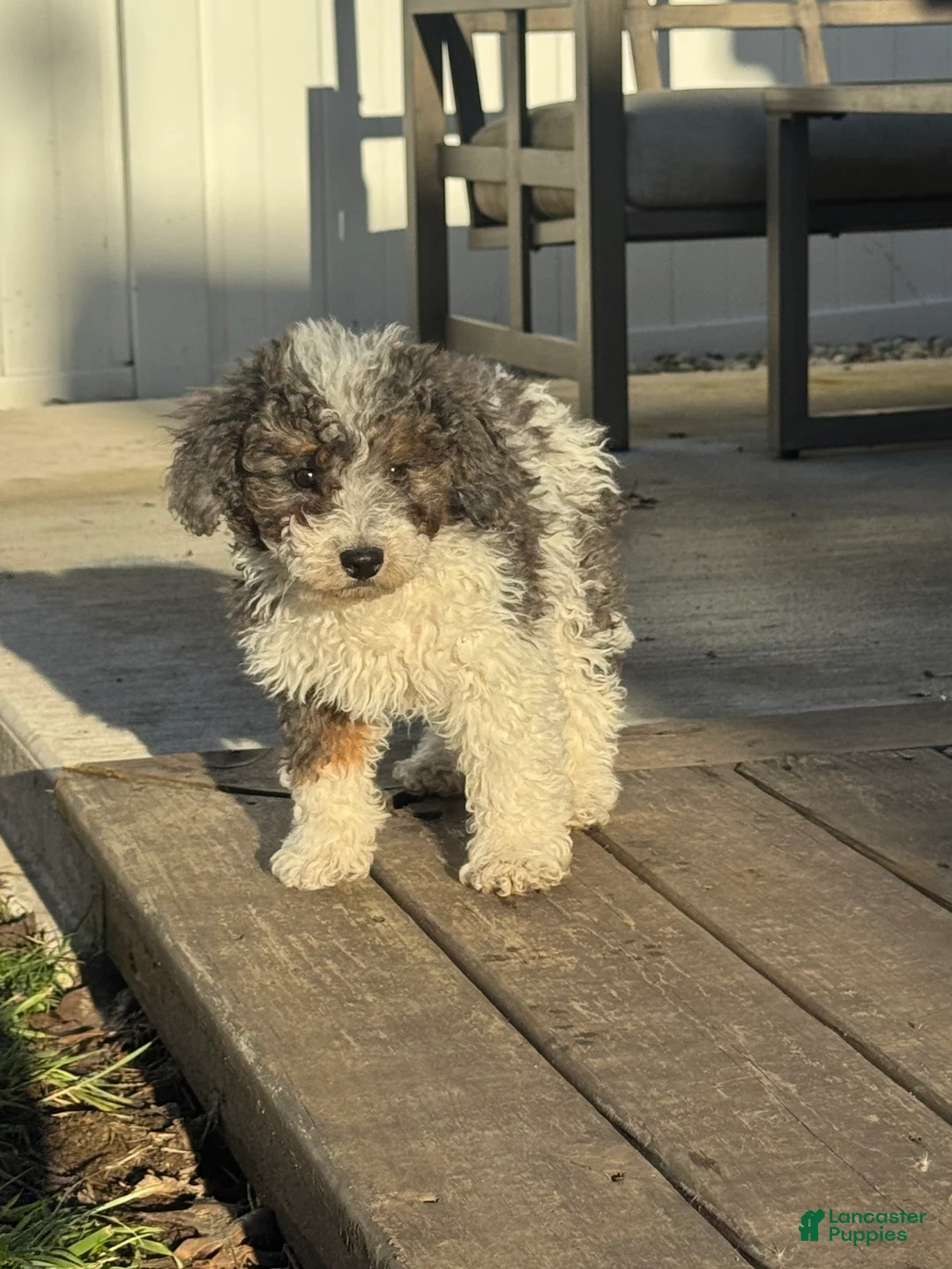 Miniature Poodle dogs for sale: Rowdy - Ad 5