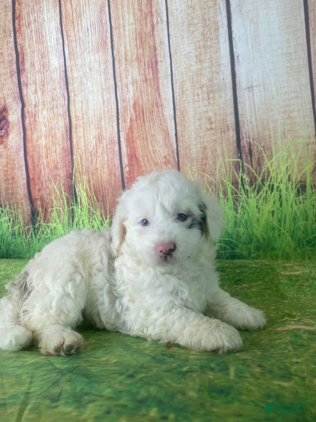 Mini Aussiedoodle dogs for sale: Glendora - Ad 2