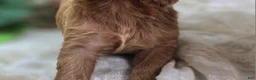 Cavapoo dogs for sale: Rollypolly - Ad 6