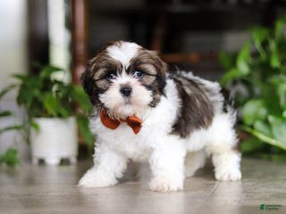 Shih Tzu dogs Brady - Ad 28