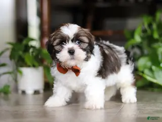 Shih Tzu dogs Brady - Ad 26
