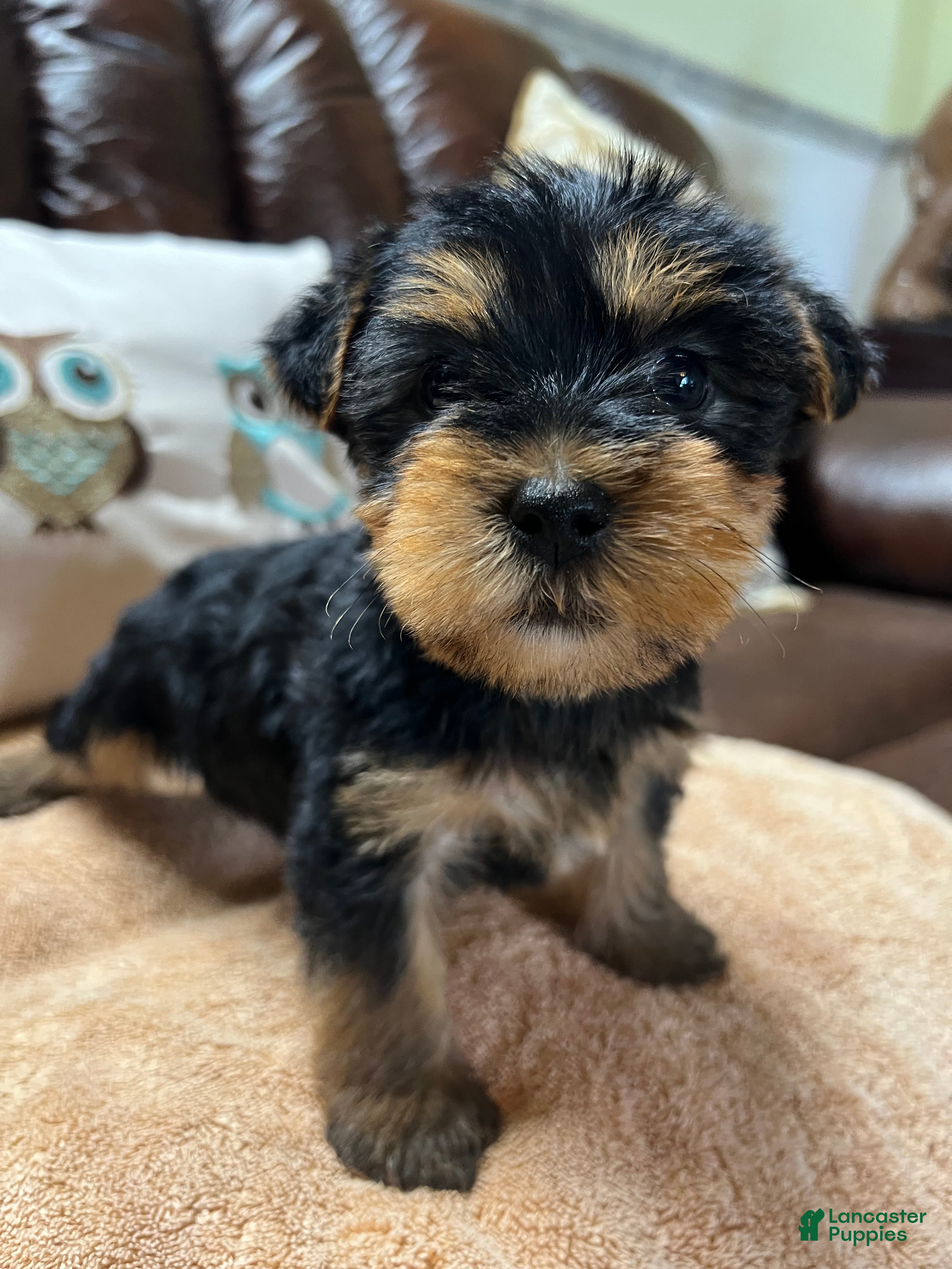 Yorkshire Terrier dogs King Yorkie puppy  - Ad 2