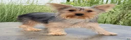 Yorkshire Terrier dogs for sale: Annie - Ad 3