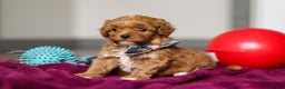 Cavapoo dogs for sale: Izzy - Ad 4