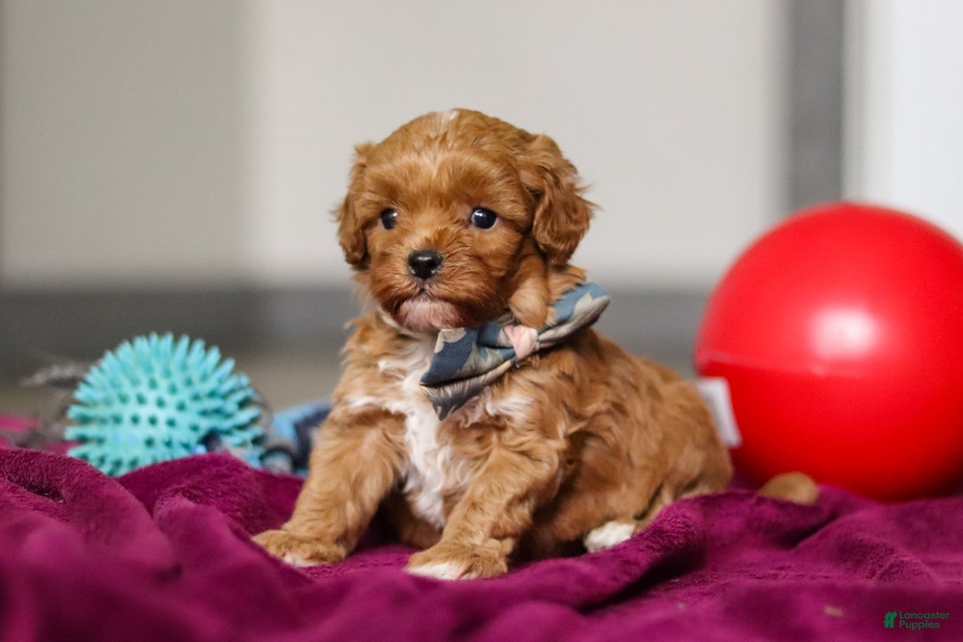 Cavapoo dogs for sale: Izzy - Ad 4
