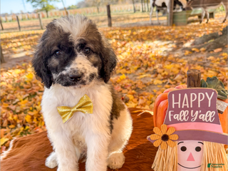 Saint Berdoodles dogs - Ad 16