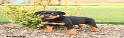 Rottweiler dogs for sale: Ryder - Ad 1