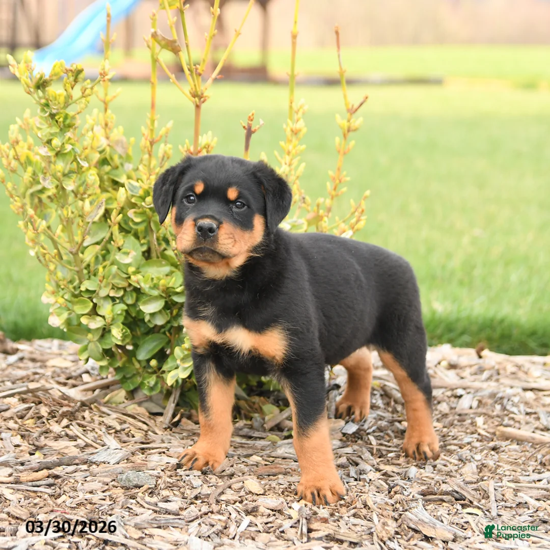 Rottweiler dogs for sale: Ryder - Ad 1