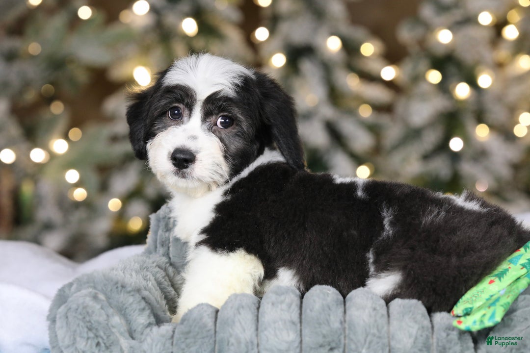 Teddy Bear dogs for sale: Elfie - Ad 21