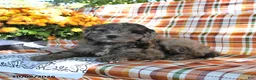 Mini Goldendoodle dogs for sale: Adrian - Ad 2