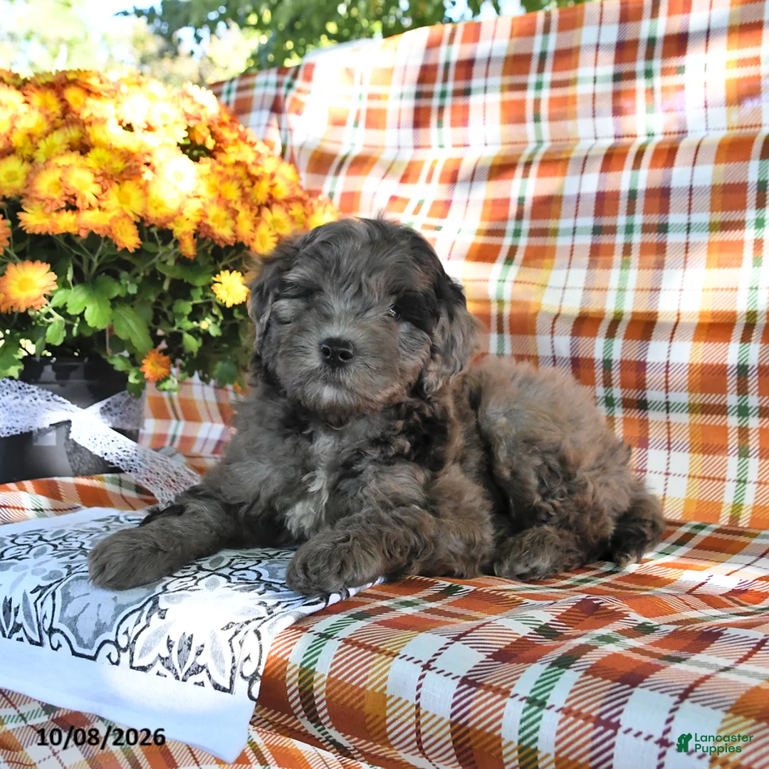Mini Goldendoodle dogs for sale: Adrian - Ad 2