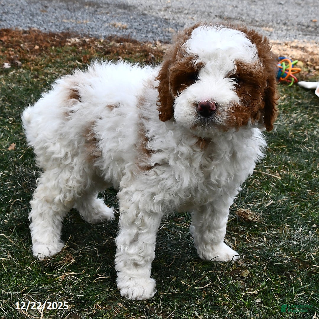 Mini Goldendoodle dogs for sale: Lacy - Ad 3