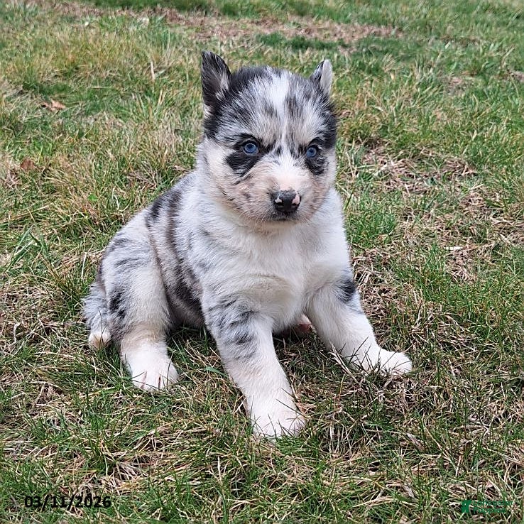 Gerberian Shepsky dogs Wolf  - Ad 1