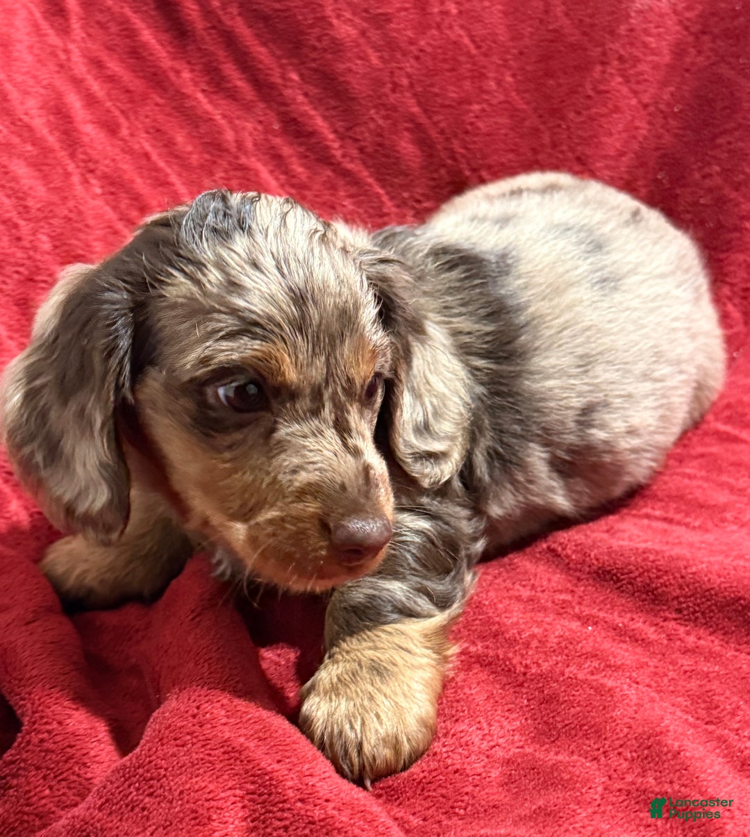 Miniature Dachshund dogs for sale: Miniature Dachshund Puppy 1 - Ad 4