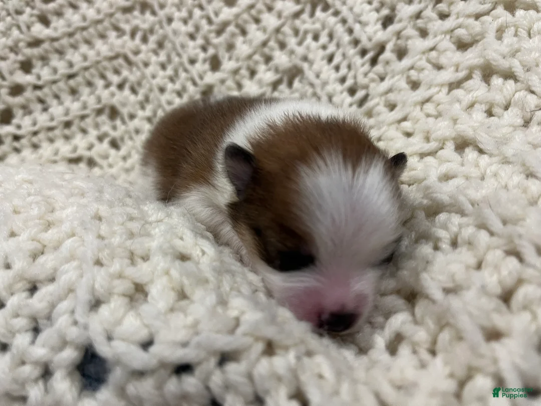 Pomeranian dogs for sale: Lovey - Ad 2