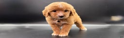 Mini Goldendoodle dogs for sale: Tango F One - Ad 3
