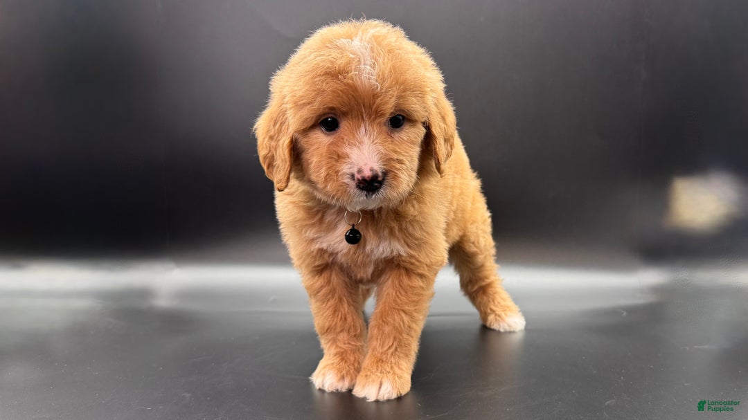 Mini Goldendoodle dogs for sale: Tango F One - Ad 3