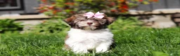 Havanese dogs for sale: Honey - Ad 1