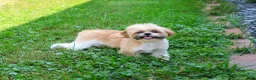 Shih Tzu dogs for sale: Theon  - Ad 6