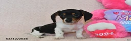 Miniature Dachshund dogs for sale: Maverick - Ad 1
