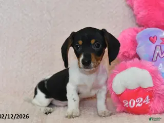 Miniature Dachshund dogs Maverick - Ad 33