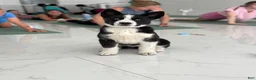 Siberian Husky dogs for sale: Skye - Ad 2