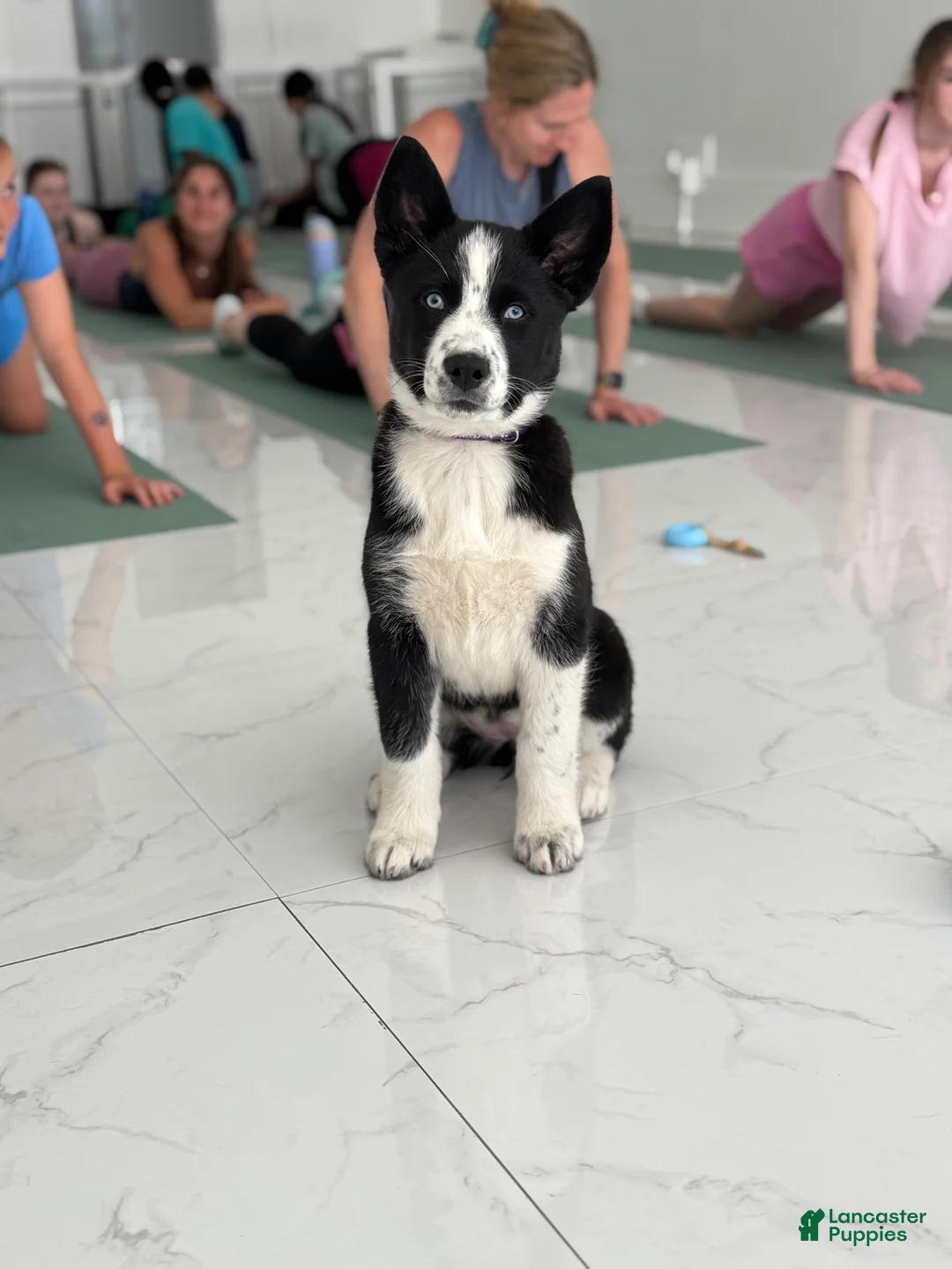 Siberian Husky dogs for sale: Skye - Ad 2
