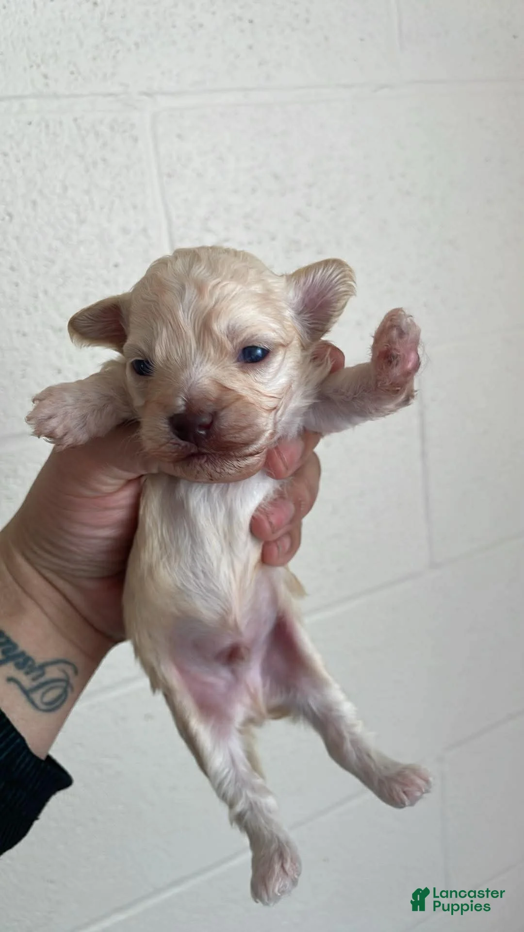 Shihpoo dogs for sale: Shihpoo 3 - Ad 1