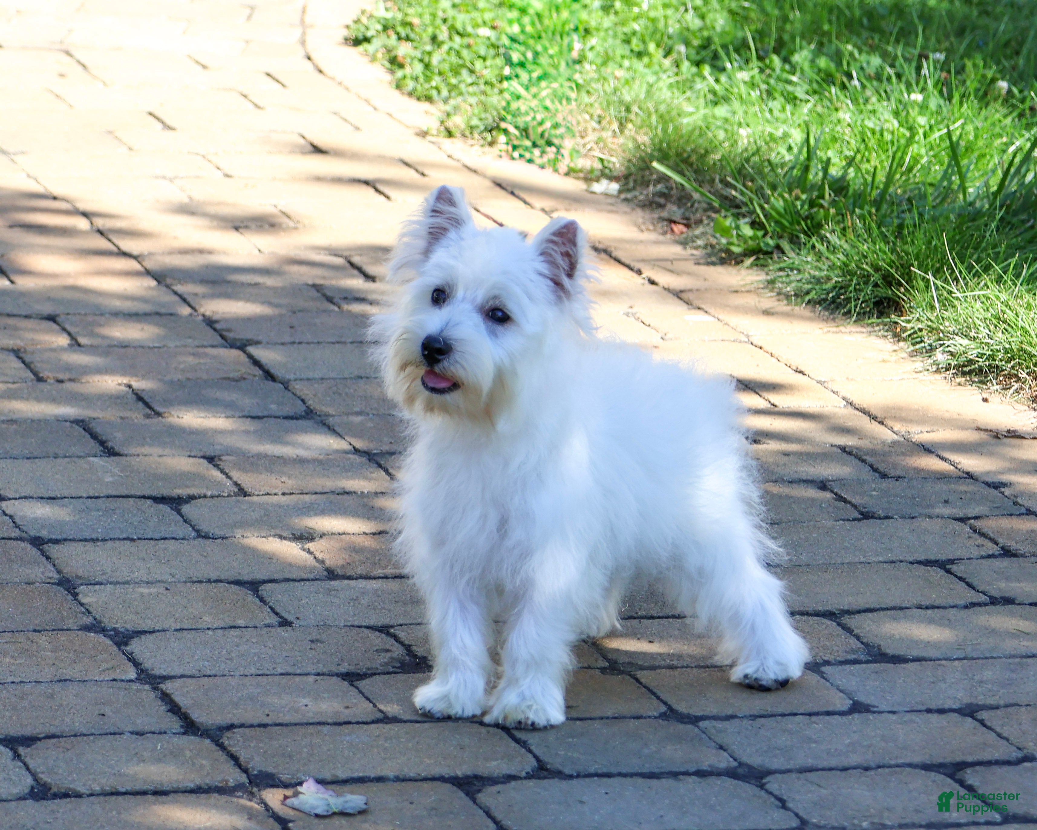 West Highland Terrier dogs Caroline - Ad 12
