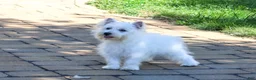 West Highland Terrier dogs for sale: Caroline - Ad 1