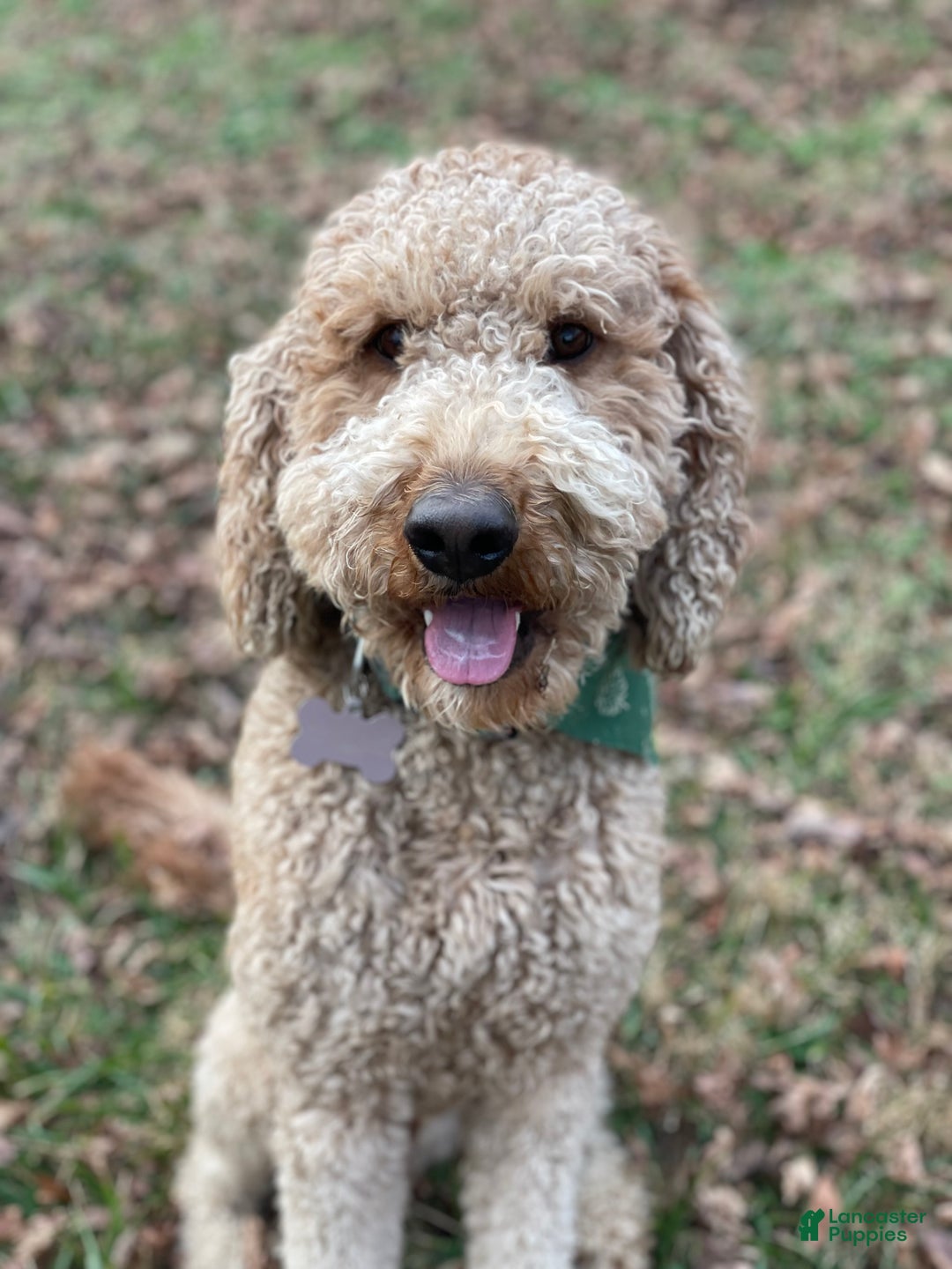 Mixed Breed dogs for sale: Cookie - Ad 8