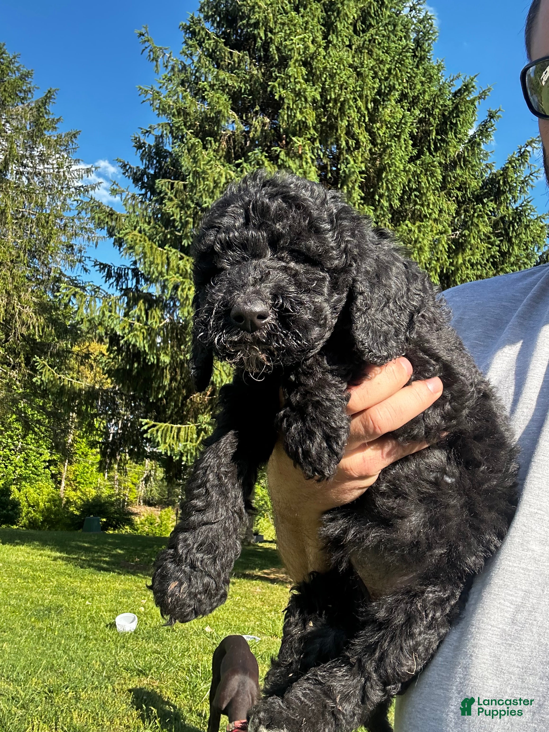 Mixed Breed dogs for sale: Rocky - Ad 3