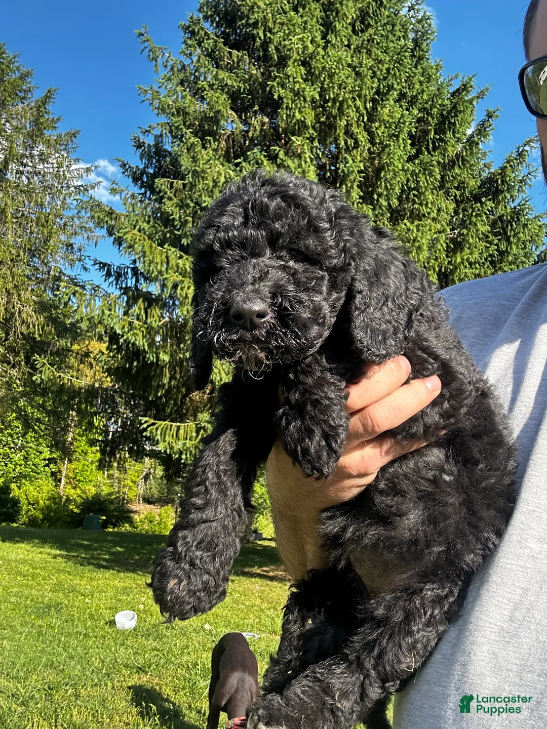 Mixed Breed dogs for sale: Rocky - Ad 1
