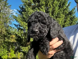 Mixed Breed dogs for sale: Rocky - Ad 3