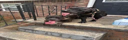 Presa Canario dogs for sale: Presa Canario 1 - Ad 5