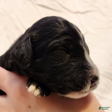 Mini Aussiedoodle dogs for sale: Trixie_Female Tri-Color Possible Phantom - Ad 4