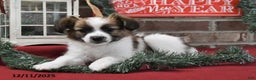 Papillon dogs for sale: Omega - Ad 4