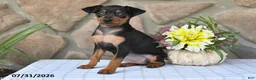 Miniature Pinscher dogs for sale: Cindy - Ad 4