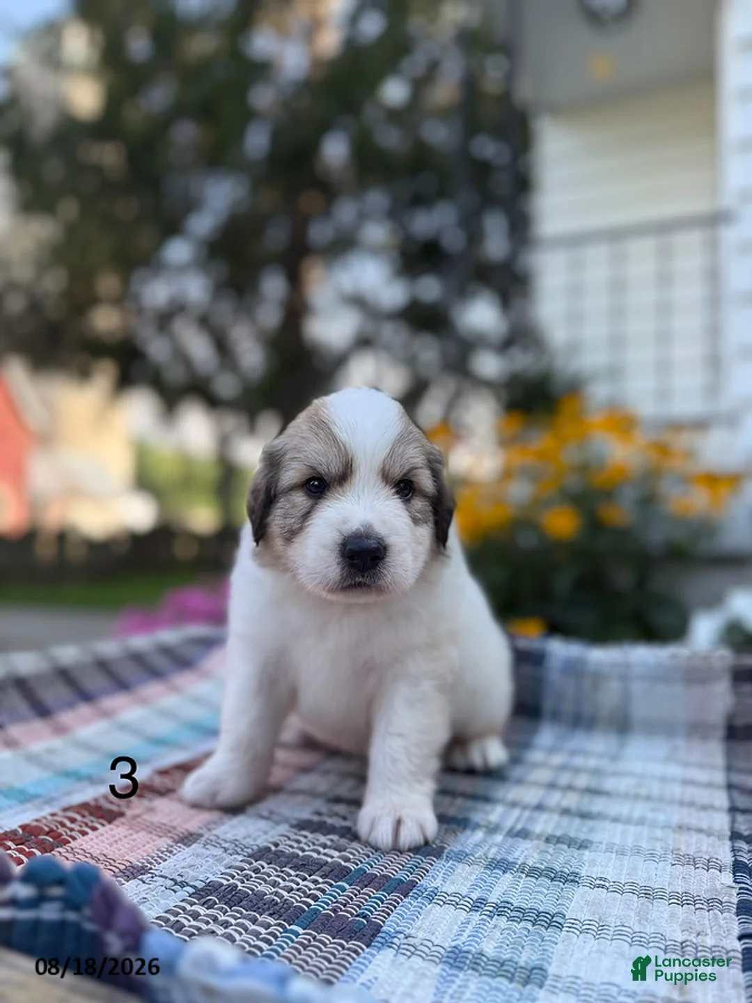 Great Pyrenees dogs for sale: Rover - Ad 1