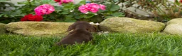 Miniature Dachshund dogs for sale: Ivan  - Ad 10