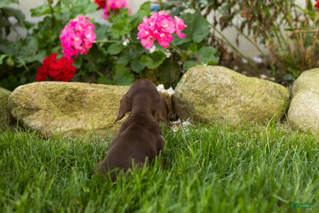 Miniature Dachshund dogs for sale: Ivan  - Ad 10