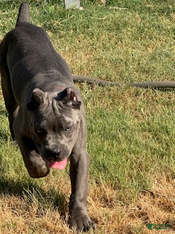 Cane Corso dogs Girl 3 - Ad 1