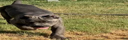 Cane Corso dogs for sale: Girl 3 - Ad 1