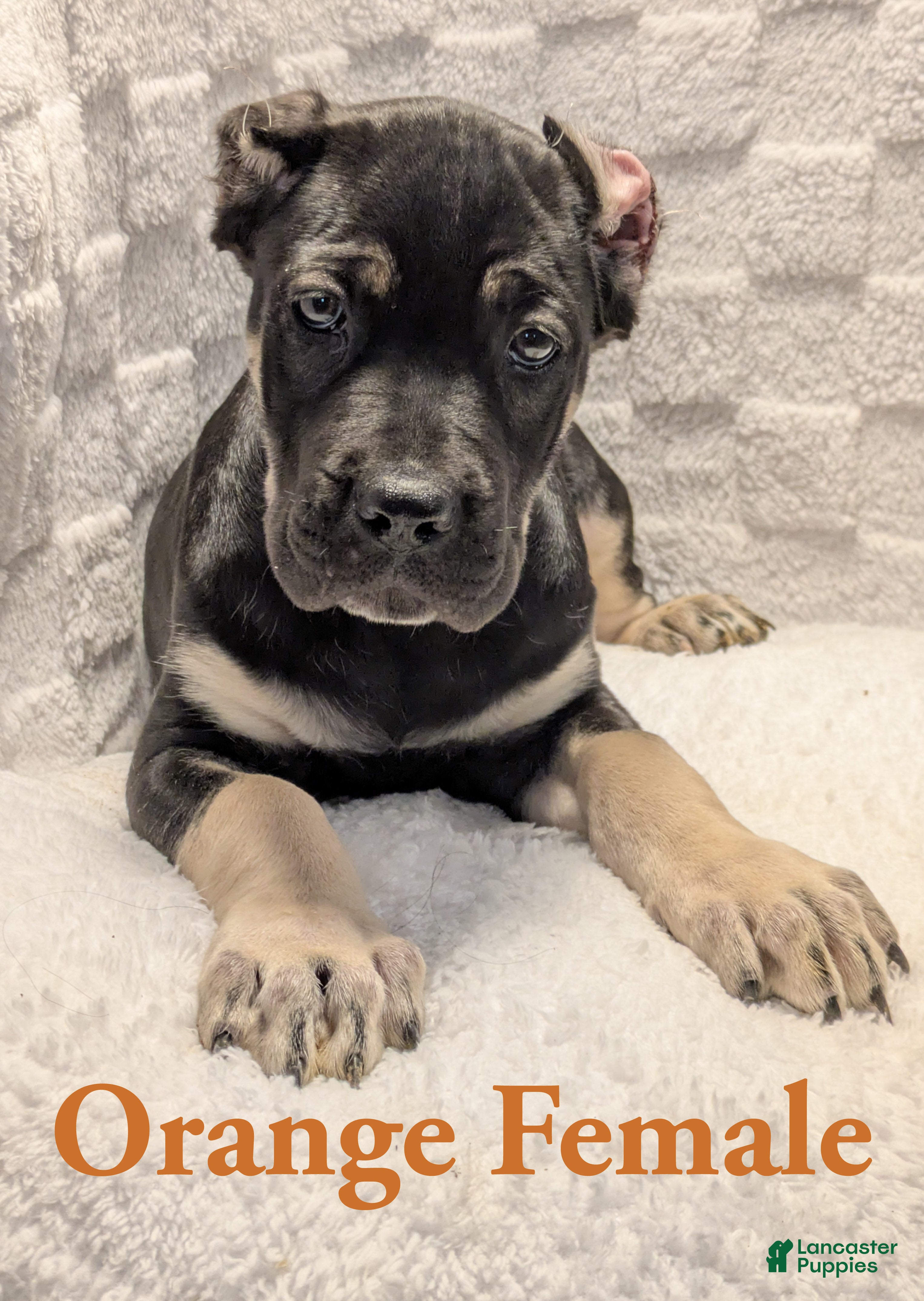 Cane Corso dogs Orange  - Ad 2