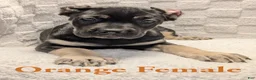 Cane Corso dogs for sale: Orange  - Ad 1