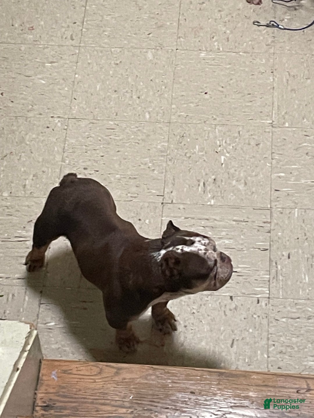 Mixed Breed dogs for sale: Mixed Breed Puppy 1 - Ad 1