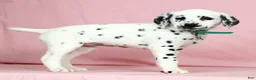 Dalmatian dogs for sale: Betsy - Ad 5