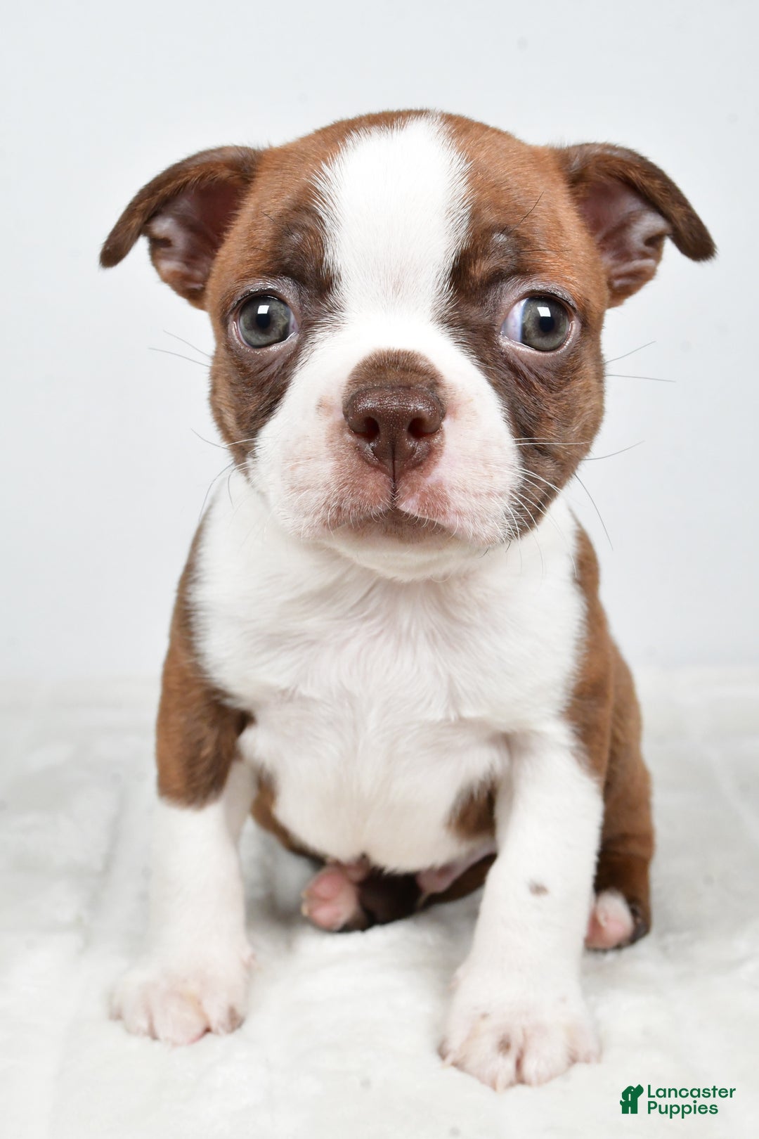 Boston Terrier dogs for sale: Lonnie - Ad 8