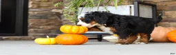 Mini Bernedoodle dogs for sale: Khaby🦴 - Ad 3