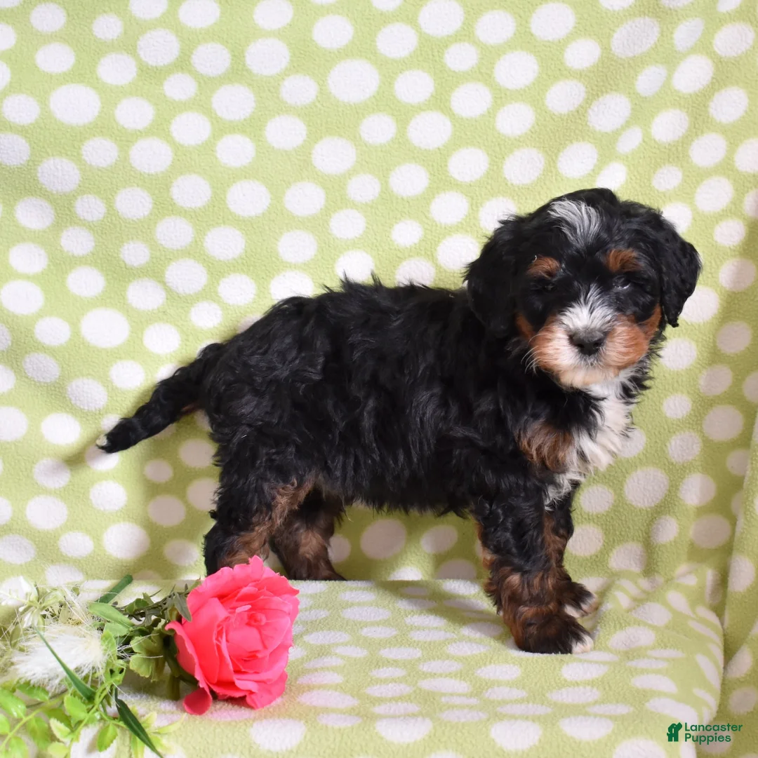 Bernedoodle dogs for sale: Goliath  - Ad 4